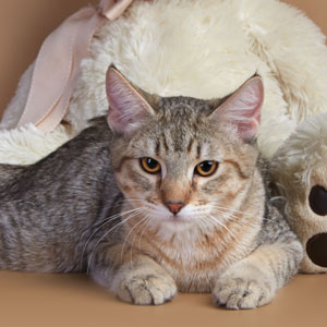 Kuzma(Кузьма), кошки и котята Pixiebob (пиксибоб)