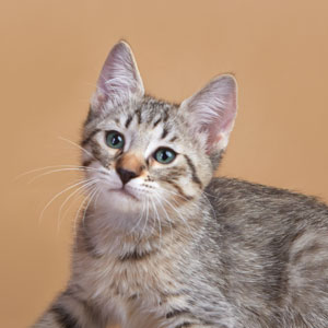 Marshal Zhukov(Маршал Жуков), кошки и котята Pixiebob (пиксибоб)
