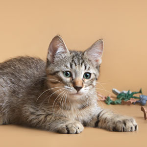 Marshal Zhukov(Маршал Жуков), кошки и котята Pixiebob (пиксибоб)