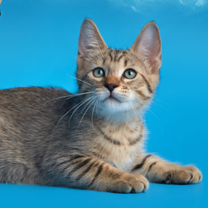 Marschal Pokryshkin(Маршал Покрышкин), кошки и котята Pixiebob (пиксибоб)