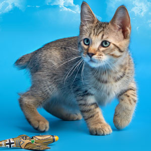 Marschal Pokryshkin(Маршал Покрышкин), кошки и котята Pixiebob (пиксибоб)