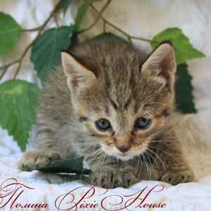 Pauline(Полина), кошки и котята Pixiebob (пиксибоб)