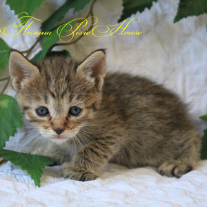 Pauline(Полина), кошки и котята Pixiebob (пиксибоб)