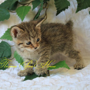 Pauline(Полина), кошки и котята Pixiebob (пиксибоб)