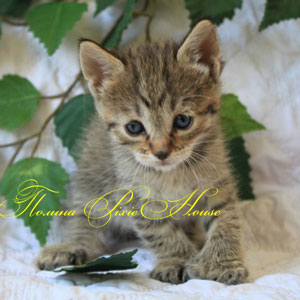 Pauline(Полина), кошки и котята Pixiebob (пиксибоб)