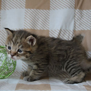 Sanabel(Санабель), кошки и котята Pixiebob (пиксибоб)