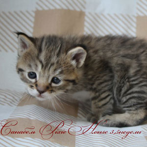 Sanabel(Санабель), кошки и котята Pixiebob (пиксибоб)