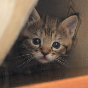 Sanabel(Санабель), кошки и котята Pixiebob (пиксибоб)