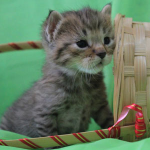 Peter(Питер), кошки и котята Pixiebob (пиксибоб)