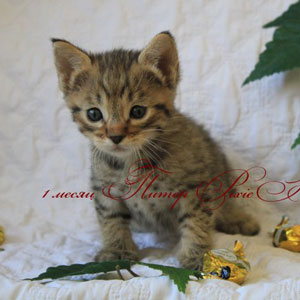 Peter(Питер), кошки и котята Pixiebob (пиксибоб)