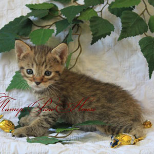 Peter(Питер), кошки и котята Pixiebob (пиксибоб)