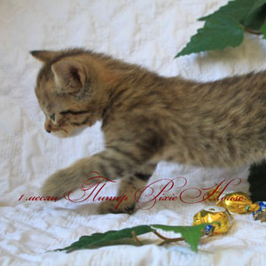 Peter(Питер), кошки и котята Pixiebob (пиксибоб)
