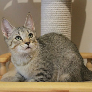 Taiga(Тайга), кошки и котята Pixiebob (пиксибоб)