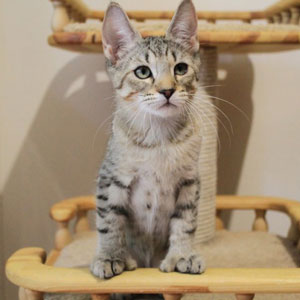 Taiga(Тайга), кошки и котята Pixiebob (пиксибоб)