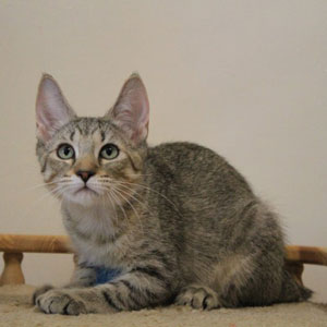 Taiga(Тайга), кошки и котята Pixiebob (пиксибоб)
