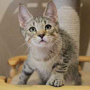 Taiga(Тайга), кошки и котята Pixiebob (пиксибоб)