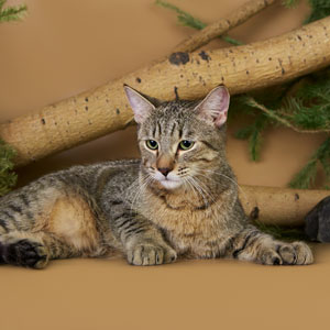 Taimyr(Таймыр), кошки и котята Pixiebob (пиксибоб)