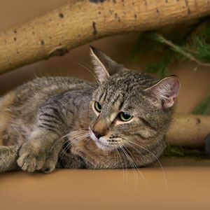 Taimyr(Таймыр), кошки и котята Pixiebob (пиксибоб)