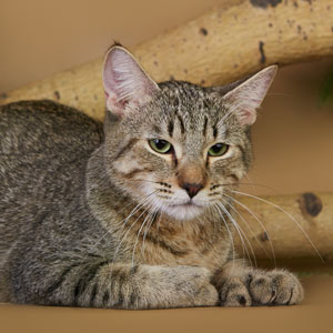 Taimyr(Таймыр), кошки и котята Pixiebob (пиксибоб)