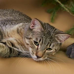 Taimyr(Таймыр), кошки и котята Pixiebob (пиксибоб)
