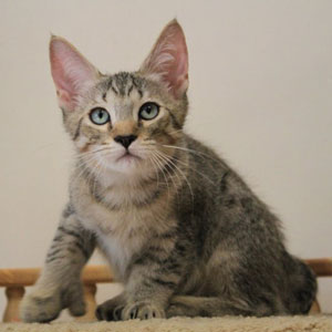 Tungus(Тунгус), кошки и котята Pixiebob (пиксибоб)