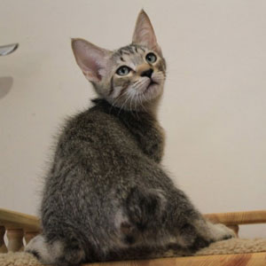 Tungus(Тунгус), кошки и котята Pixiebob (пиксибоб)