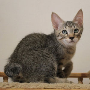 Tungus(Тунгус), кошки и котята Pixiebob (пиксибоб)
