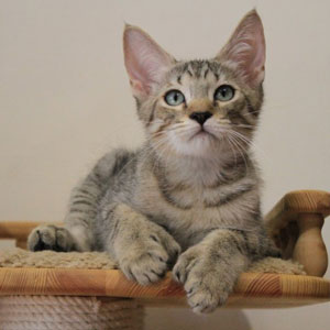 Tungus(Тунгус), кошки и котята Pixiebob (пиксибоб)