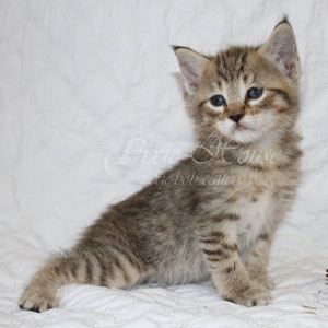 Ulyana(Ульяна), кошки и котята Pixiebob (пиксибоб)