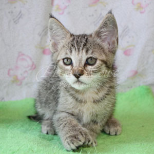 Ulyana(Ульяна), кошки и котята Pixiebob (пиксибоб)