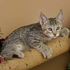 Ulyana(Ульяна), кошки и котята Pixiebob (пиксибоб)