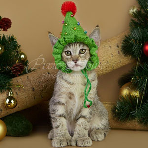 Ulyana(Ульяна), кошки и котята Pixiebob (пиксибоб)