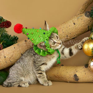 Umba(Умба), кошки и котята Pixiebob (пиксибоб)