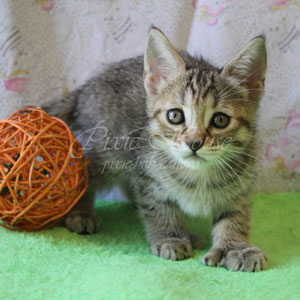 Umba(Умба), кошки и котята Pixiebob (пиксибоб)