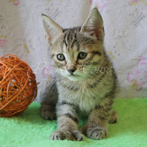 Umba(Умба), кошки и котята Pixiebob (пиксибоб)