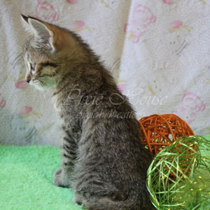 Umba(Умба), кошки и котята Pixiebob (пиксибоб)