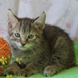 Ustin(Устин), кошки и котята Pixiebob (пиксибоб)