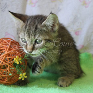 Ustin(Устин), кошки и котята Pixiebob (пиксибоб)