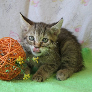 Ustin(Устин), кошки и котята Pixiebob (пиксибоб)