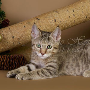 Ustin(Устин), кошки и котята Pixiebob (пиксибоб)