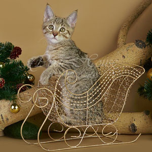Utes(Утёс), кошки и котята Pixiebob (пиксибоб)
