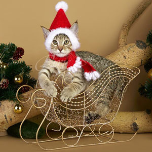 Utes(Утёс), кошки и котята Pixiebob (пиксибоб)