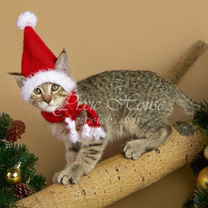 Utes(Утёс), кошки и котята Pixiebob (пиксибоб)