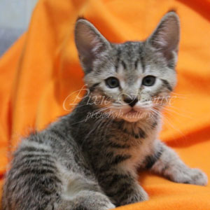 Vilka(Вилка), кошки и котята Pixiebob (пиксибоб)