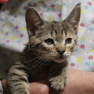Vilka(Вилка), кошки и котята Pixiebob (пиксибоб)