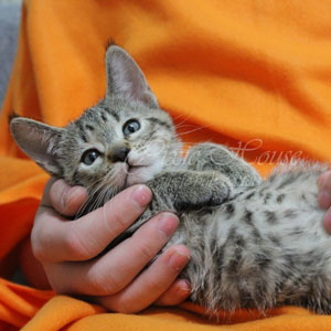 Vilka(Вилка), кошки и котята Pixiebob (пиксибоб)