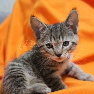 Vilka(Вилка), кошки и котята Pixiebob (пиксибоб)
