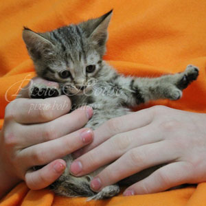 Varezhka(Варежка), кошки и котята Pixiebob (пиксибоб)
