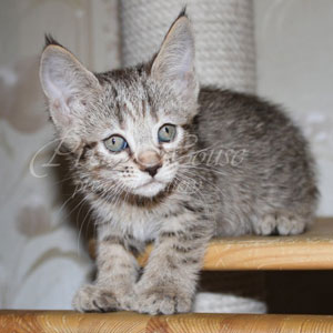 Varezhka(Варежка), кошки и котята Pixiebob (пиксибоб)