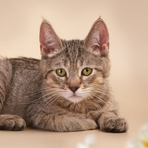Vatrushka(Ватрушка), кошки и котята Pixiebob (пиксибоб)